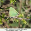 callophrys chalybeitincta imago pyatigorsk1